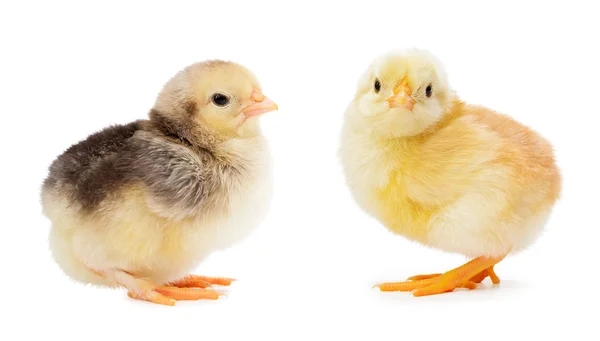 Yellow and gray chickens isolated on a white — Stock Photo, Image