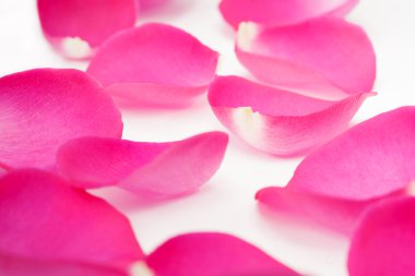 pembe gül yaprakları