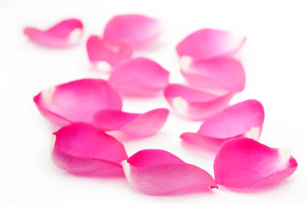 Pink rose petals isolated on white — Stock Photo, Image