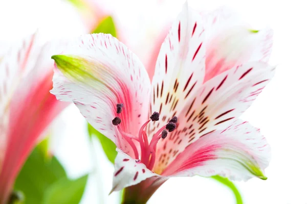 Gyönyörű Astromeriya virág elszigetelt fehér — Stock Fotó