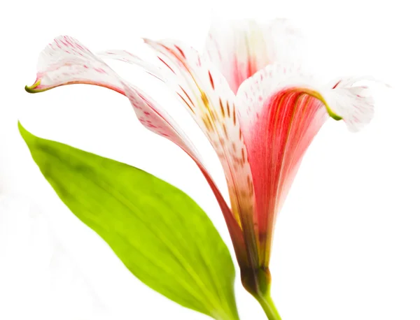 Beautiful Astromeriya flower isolated on white — Stock Photo, Image