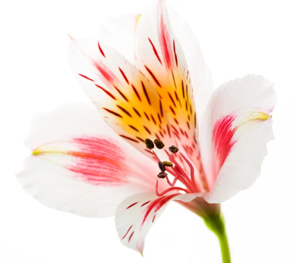 Čerstvé astromeriya květ izolované na bílém — Stock fotografie