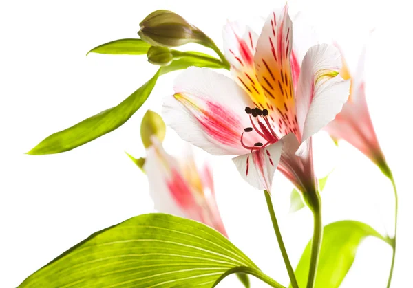 Limb of beautiful Astromeriya flower with bud isolated on white — Stock Photo, Image