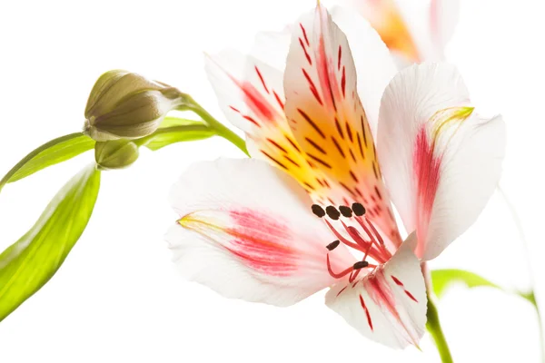 Limb of beautiful Astromeriya flower with bud isolated on white — Stock Photo, Image