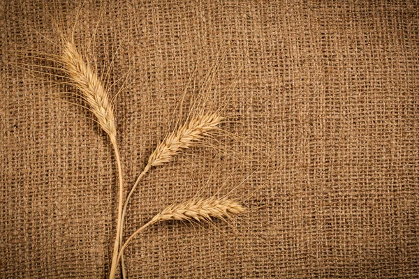 Wheat Ears — Stock Photo, Image