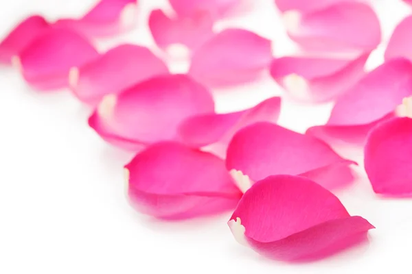 Pink rose petals isolated on white — Stock Photo, Image