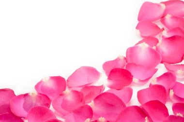 Pembe gül yaprakları üzerinde beyaz izole