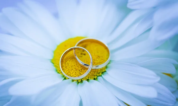 Beautiful wedding rings — Stock Photo, Image