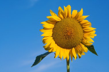Mavi gökyüzüne karşı güneş çiçeğinin yakın çekimi