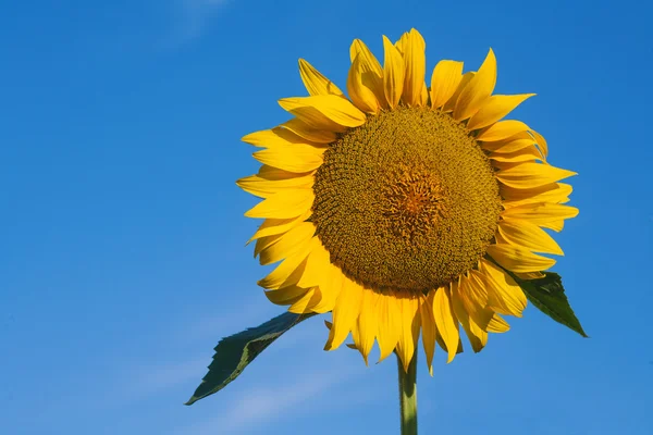 Närbild av sol blomma mot en blå himmel — Stockfoto