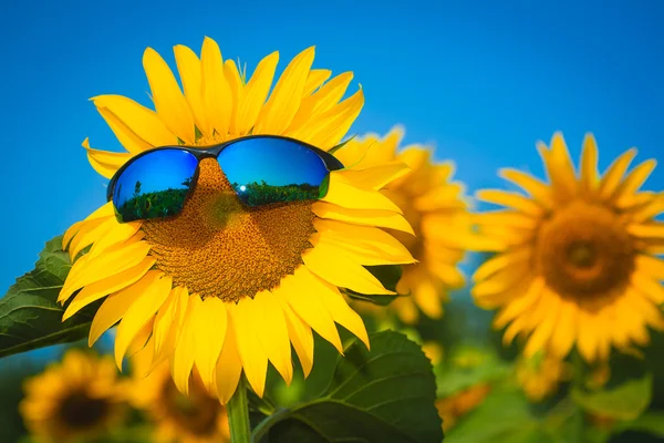 Yellow sunflowers in sun glasses on a blue sky background