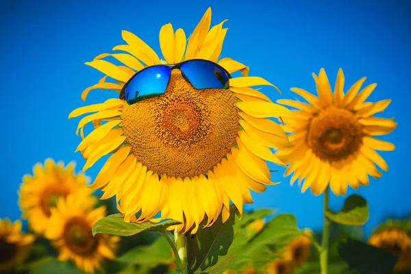 Girasoli gialli in occhiali da sole su un cielo azzurro — Foto Stock