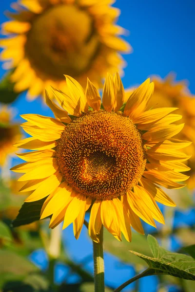 Girasoles amarillos en un cielo azul — Foto de Stock