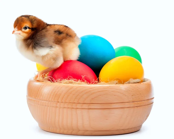 Petit poussin jaune avec des œufs de Pâques. isolé — Photo