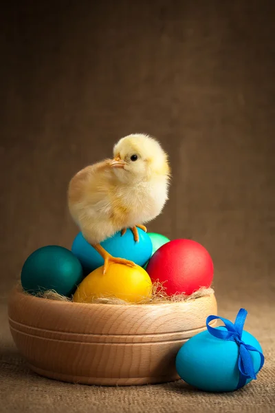 可爱的小小鸡与复活节彩蛋イースターの卵とかわいい小さなひよこ — ストック写真