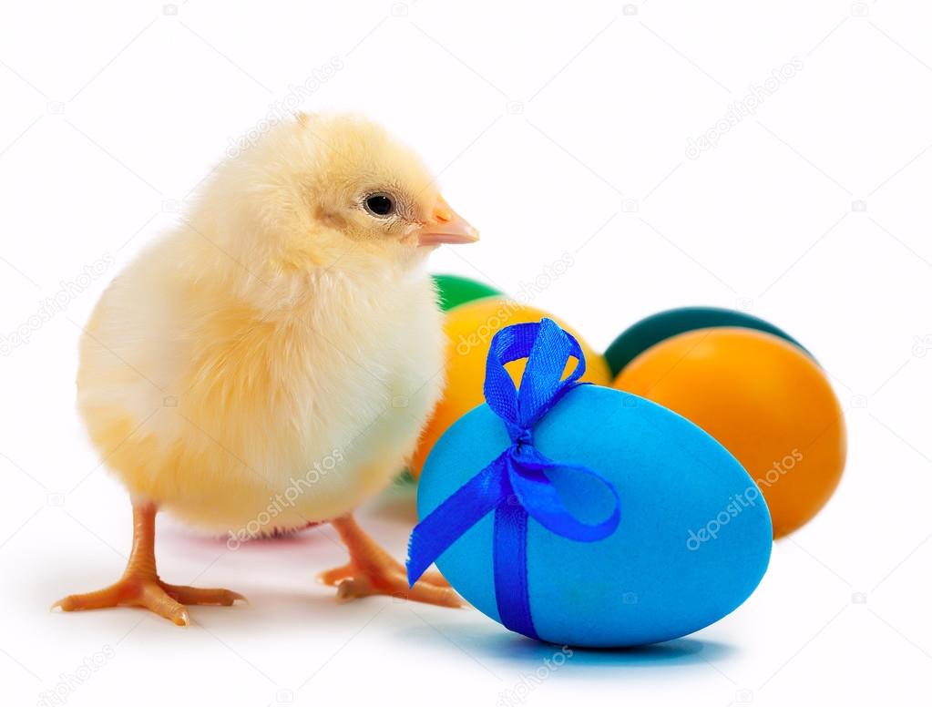 Small yellow chick with easter eggs. isolated