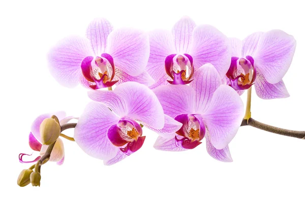 Růžová orchidej izolovaná na bílém — Stock fotografie