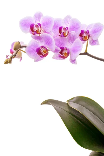 Rózsaszín orchidea izolált fehér — Stock Fotó