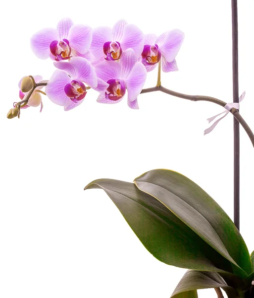 Orchidea rosa isolata su bianco — Foto Stock