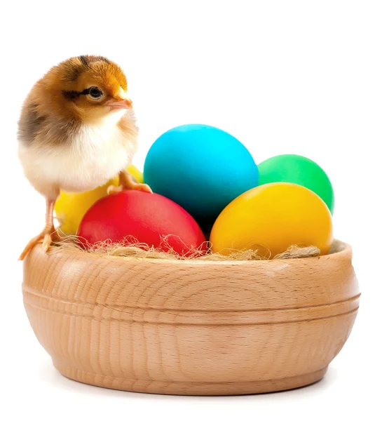 Small yellow chick with easter eggs. isolated — Stock Photo, Image