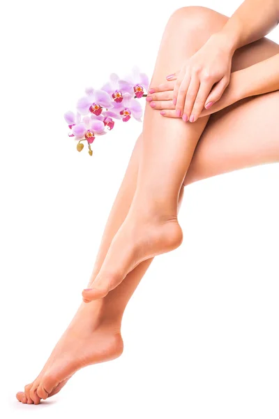 Female legs and pink manicure with orchid flower Stock Picture