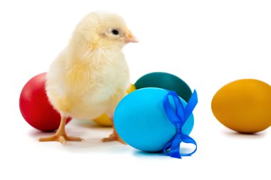 Paskalya yumurtaları ile küçük tavuk. izole