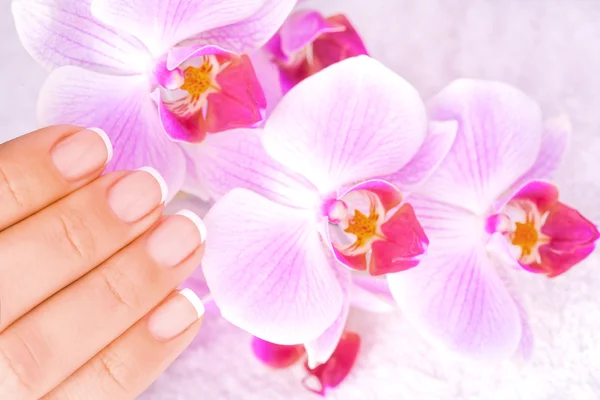 Bela manicure com orquídea rosa no branco — Fotografia de Stock