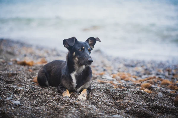 Perro negro en la playa — Foto de Stock