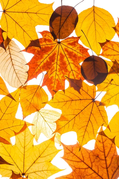 Collection beautiful colorful autumn leaves — Stock Photo, Image