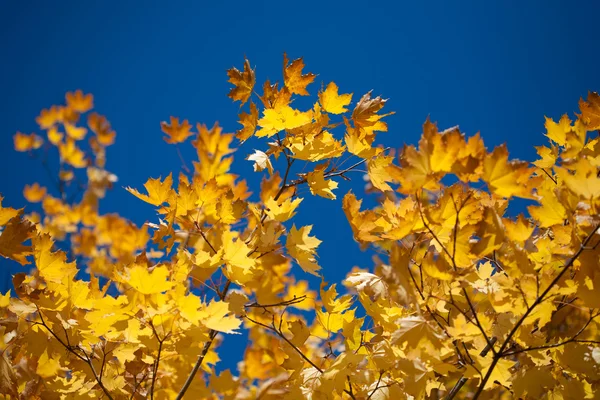 Hojas de otoño — Foto de Stock