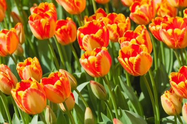 sıcak güneşin altında taze turuncu laleler