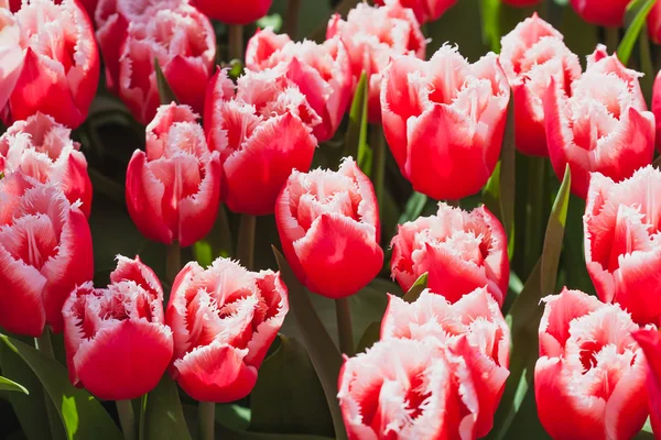 Tulip in the field — Stock Photo, Image