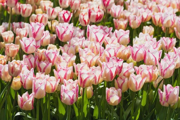 Hermoso campo de tulipanes en primavera — Foto de Stock