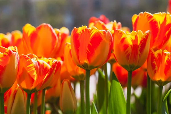 Fresh orange tulips in warm sunlight — Stock Photo, Image