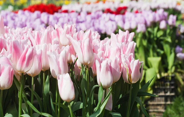 Beautiful tulips field in spring time — Stock Photo, Image