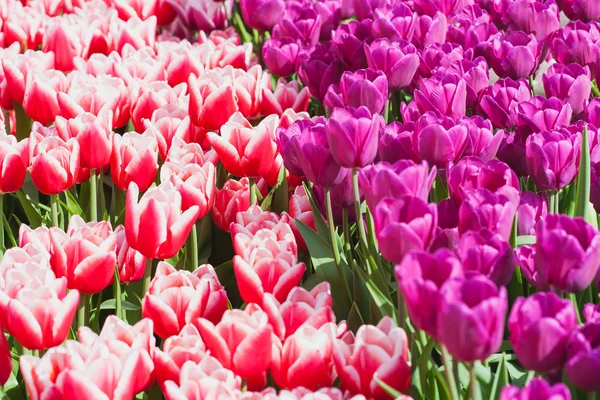 Hermoso campo de tulipanes en primavera — Foto de Stock