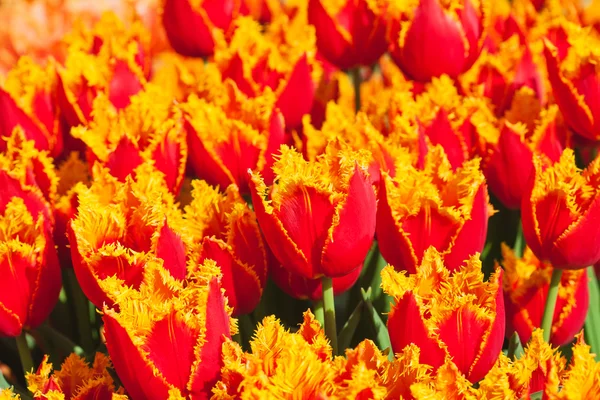Fresh orange tulips in warm sunlight — Stock Photo, Image