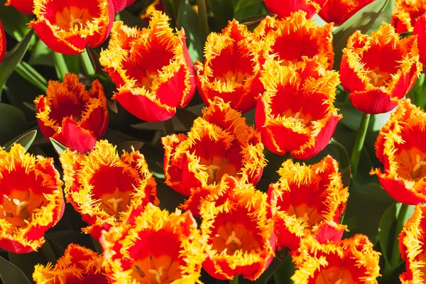 Tulipanes naranjas frescos a la luz del sol — Foto de Stock