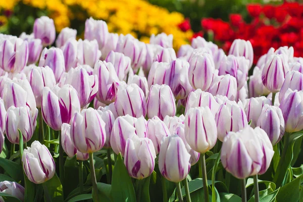 Beautiful tulips field in spring time — Stock Photo, Image