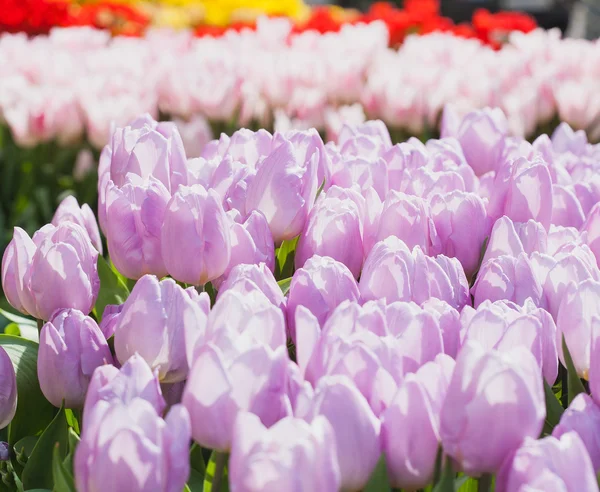 Hermoso campo de tulipanes en primavera — Foto de Stock