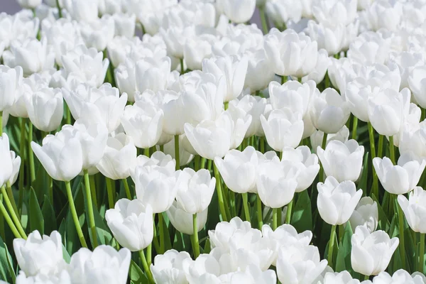 Белые цветущие тюльпаны в саду — стоковое фото