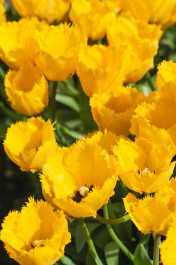 bahar zamanı alanında güzel laleler