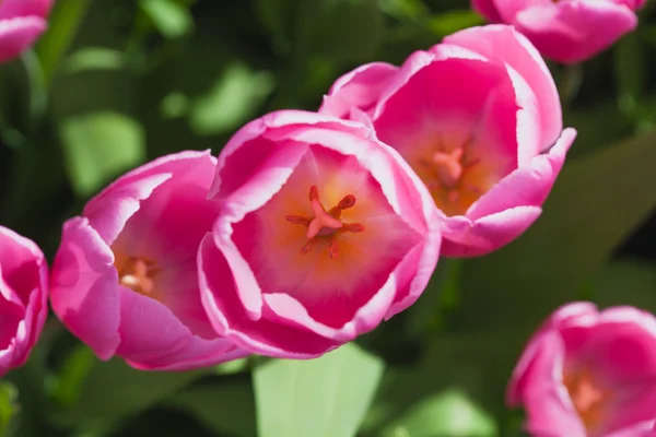 Belo campo de tulipas na primavera — Fotografia de Stock