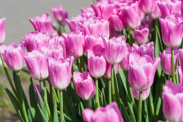 Прекрасное поле для тюльпанов весной — стоковое фото