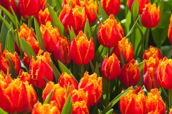 Fresh orange tulips in warm sunlight — Stock Photo, Image