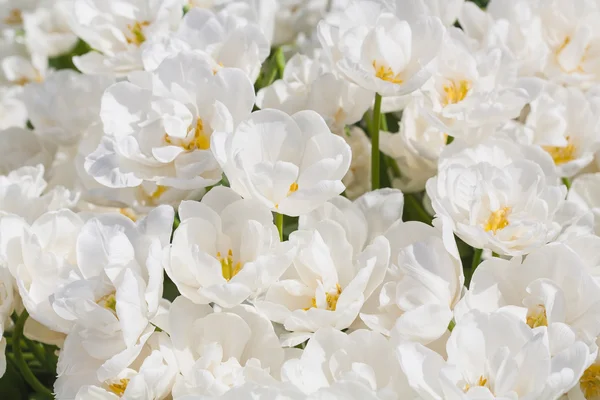 Tulipanes blancos en flor en el jardín de primavera — Foto de Stock