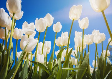 arka plan olarak mavi gökyüzü ile çiçek açması laleler