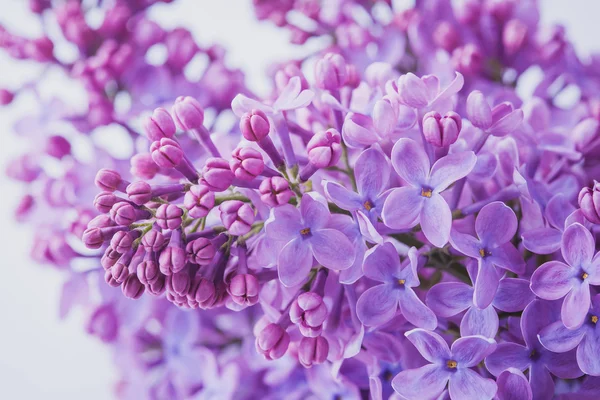 Lila blommor på nära håll — Stockfoto