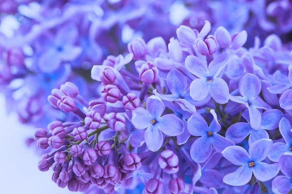 Lilac flowers close up — Stock Photo, Image