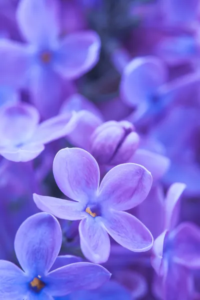 Flores de lilás perto — Fotografia de Stock